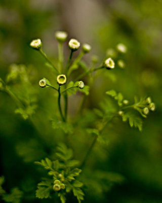 Feverfew