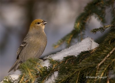 Pine Grosbeak(female)