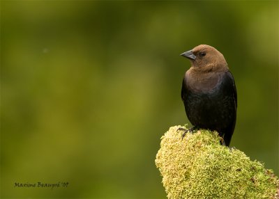 Oiseaux noirs