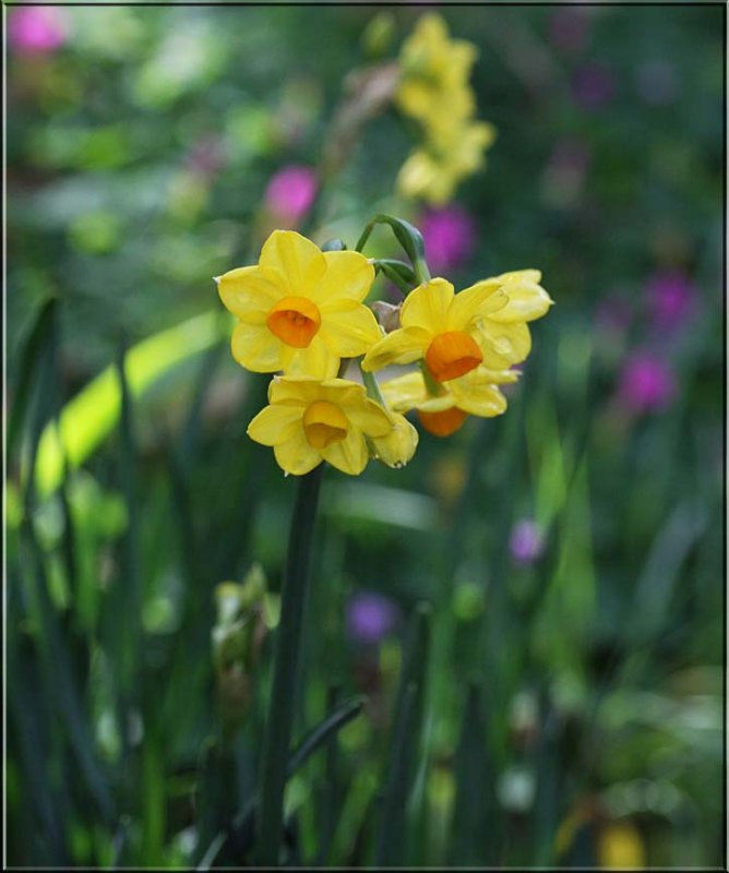 The first jonquils of the season