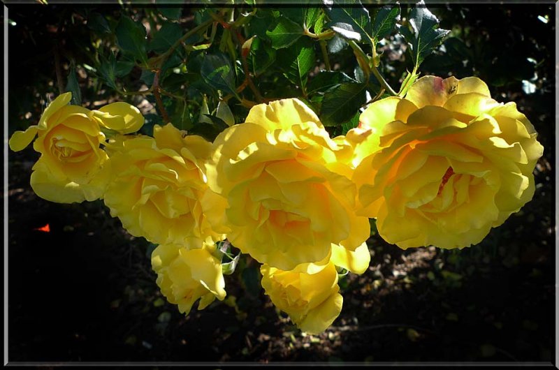 Cluster of yellow roses