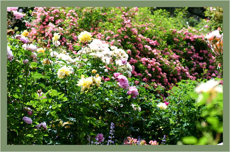 A view of my rose garden in November