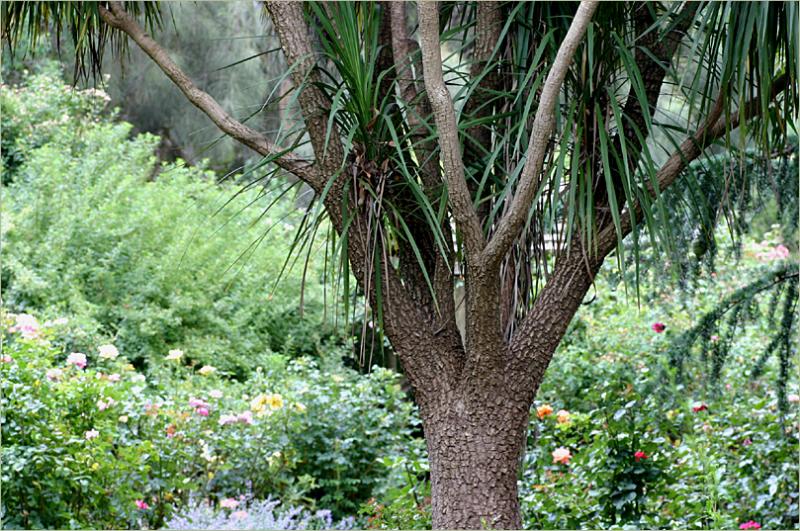 Cordyline and the summer rose garden
