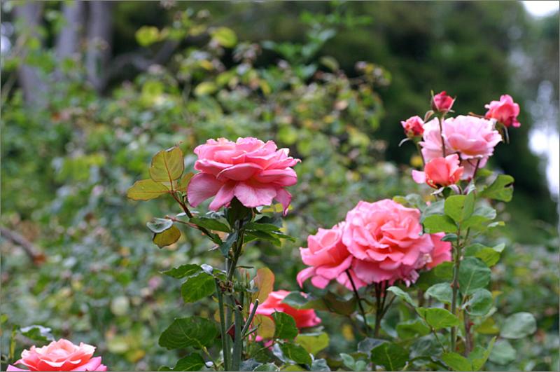 Fragrant Delight in the summer garden