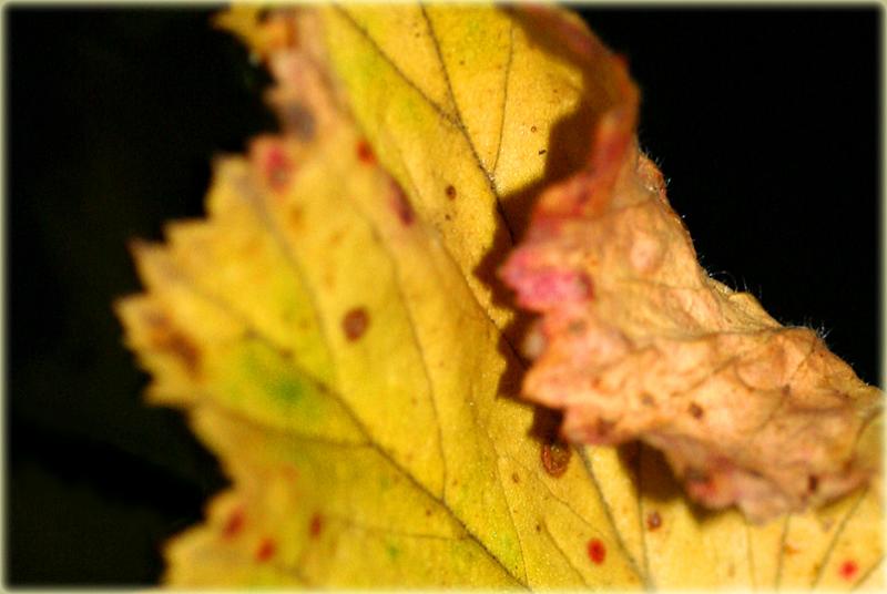 Spent pelargonium leaf
