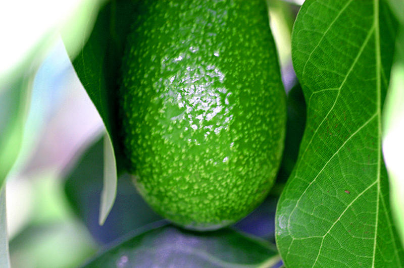 Avocado on a tree