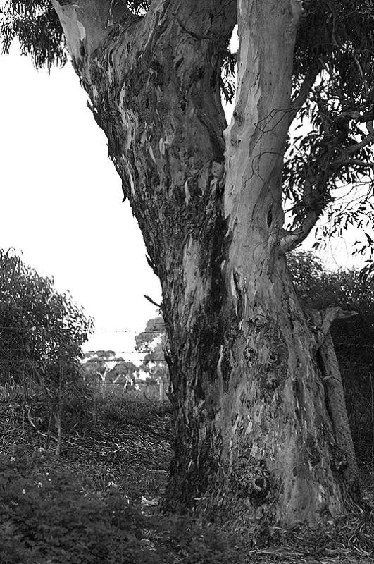 Our other ancient gumtree
