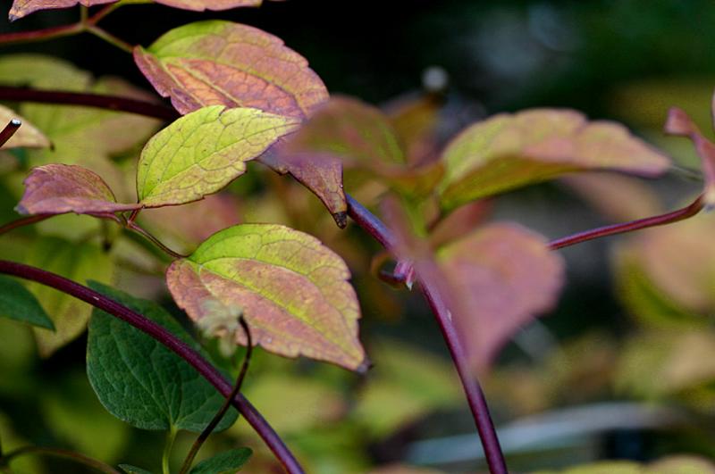 Clematis