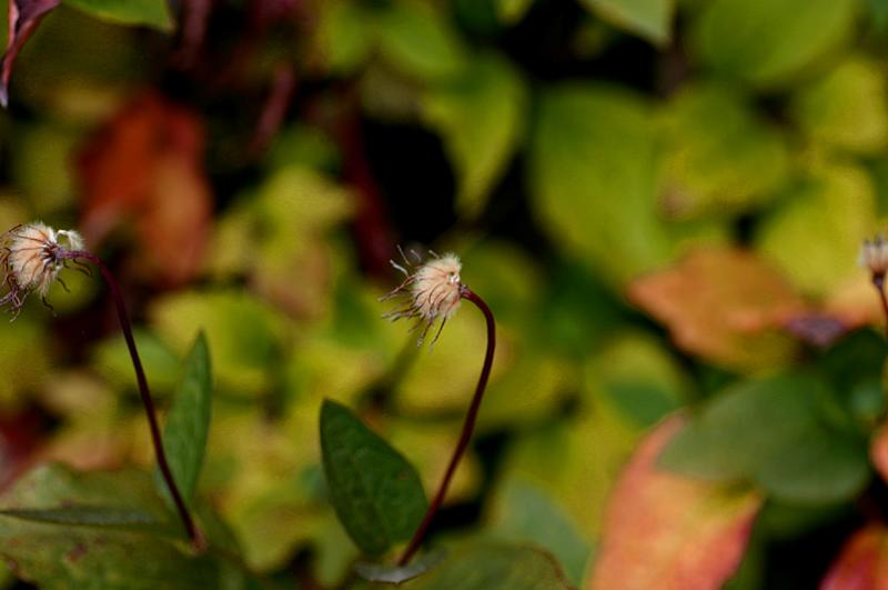 Clematis seedheads