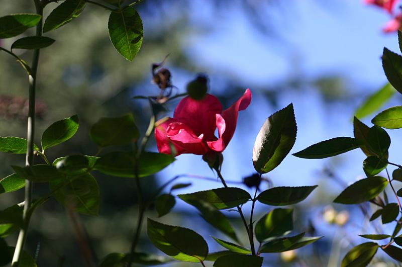 Mutabilis in March