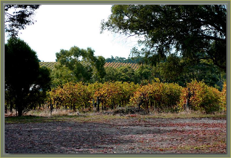 Sunlight on the vines