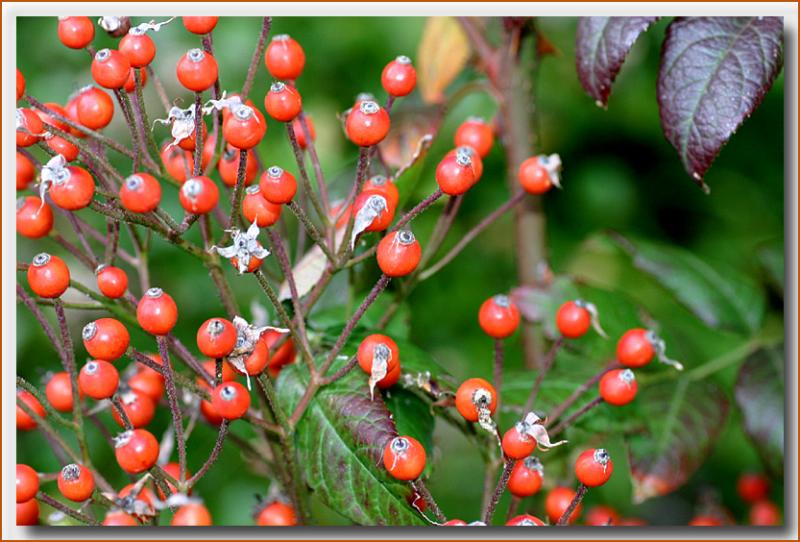 Seedling rosehips