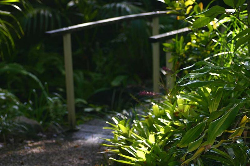 Tropical plants Noosa resort