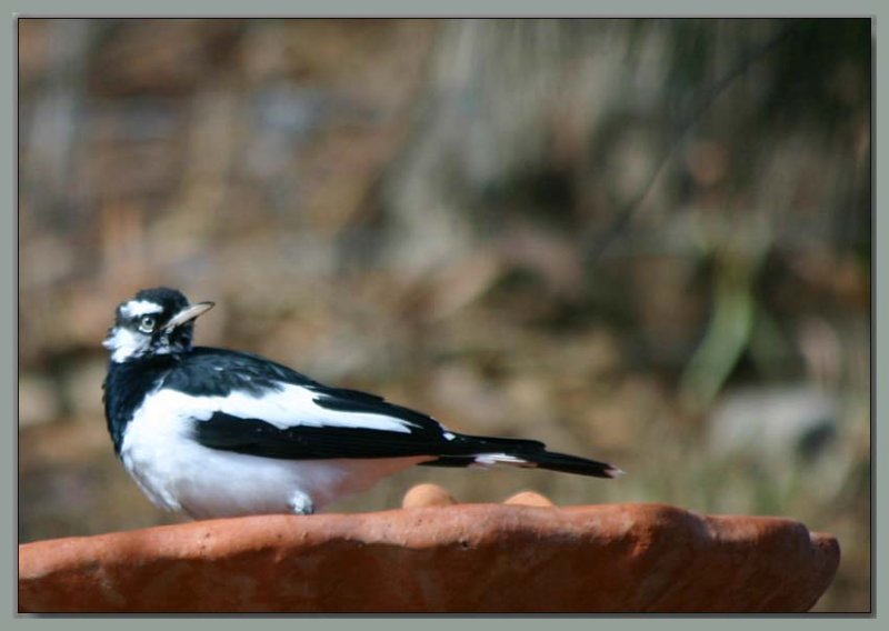 Murray Magpie - 1
