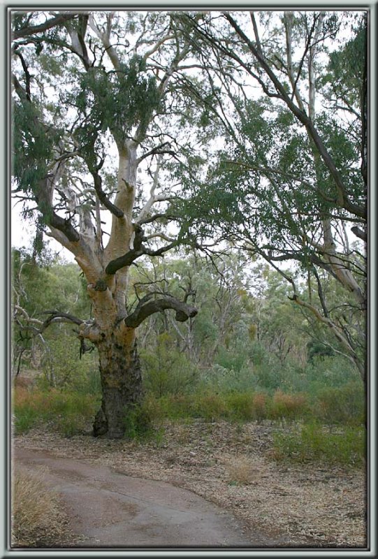 Eucalyptus