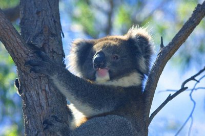 Blue sky and Curly and Koala