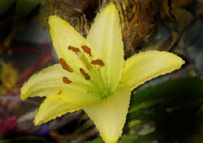 Yellow lily 