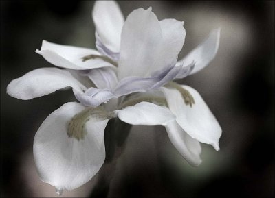 Desaturised Wild Iris