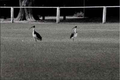 Ibis on the oval