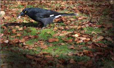 Currawong for company