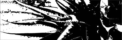 logo for bw whimsy.jpg