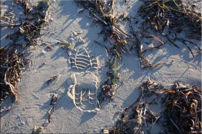 Footstep in the sand