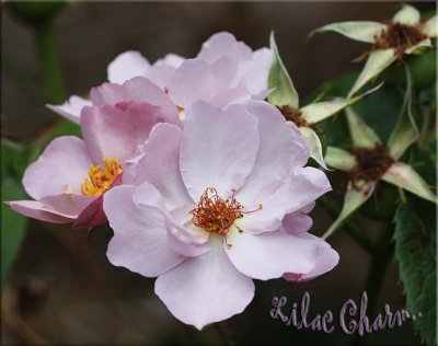 Lilac Charm