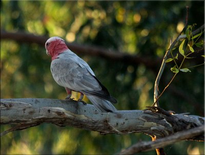 Young galah late afternoon sunshine