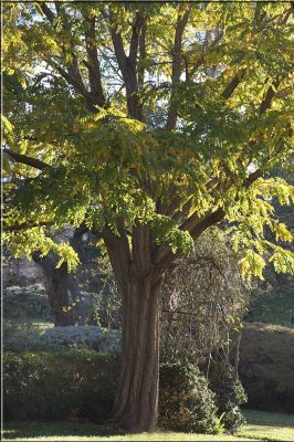 The whole tree