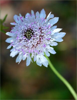 Wild Scabious