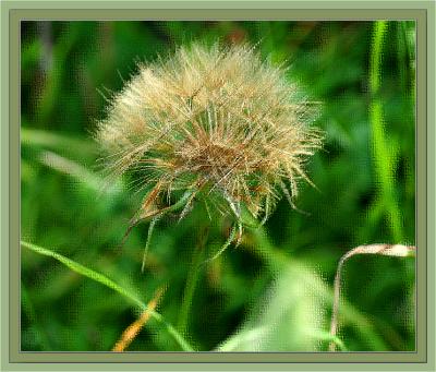 Wild grass seed