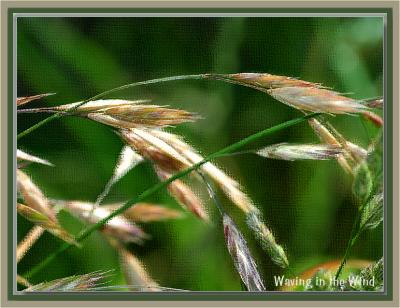 Wheatheads waving in the wind