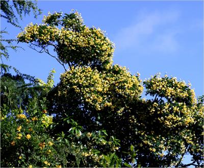 Native frangipani