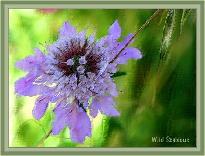 g3/49/99249/3/53213151.WildScabiousart4.jpg
