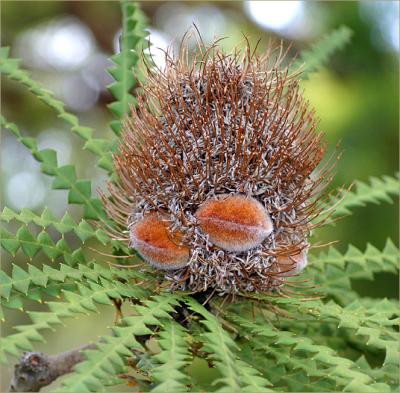 Banksia seedhead by our front gate