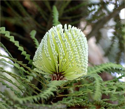 Banksia by front gate