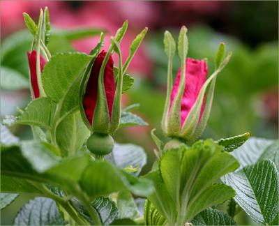 Judy's Rugosa seedling