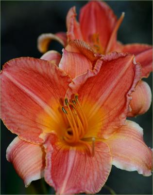 g3/49/99249/3/53323641.Twodaylilies.a.jpg