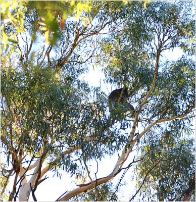 Big male koala