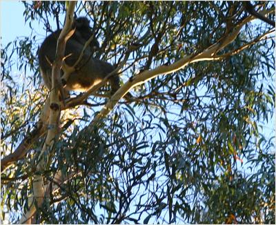 Big male koala