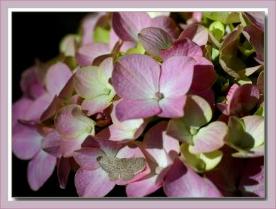 Pink hydrangea and moth
