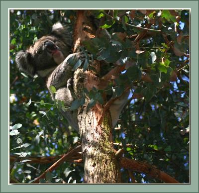 Koala in a different tree