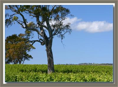g3/49/99249/3/53840302.VinesoftheSouthernVales1.jpg