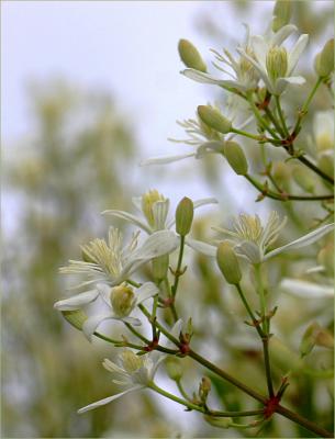 Clematis vitalba