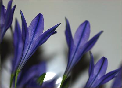 Brodiaea, Queen Fabiola.