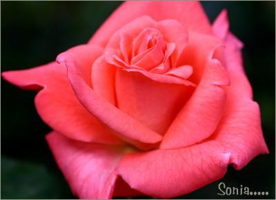 A favourite florist's rose...