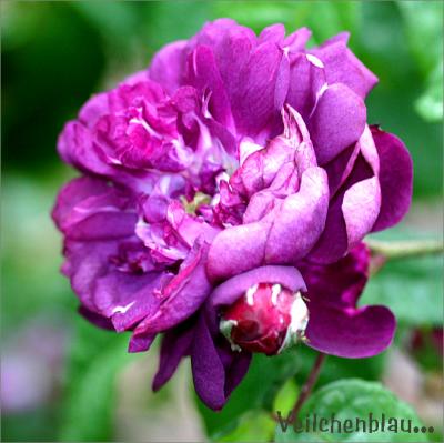 g3/49/99249/3/54368419.Veilchenblau.singlebloomandbudinNovember.jpg