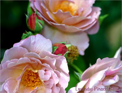 g3/49/99249/3/54596507.LavenderPinocchio0906threebloomsandbuds.jpg