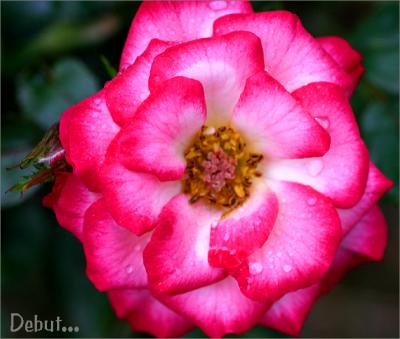 g3/49/99249/3/54697406.Debutbloomandbud.jpg