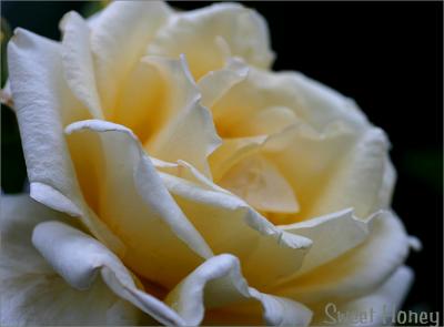g3/49/99249/3/54697595.SweetHoneysinglebloominsummer.jpg